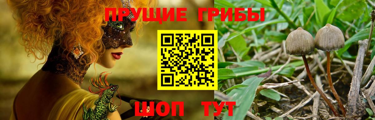 Псилоцибиновые грибы мицелий  Галлюциногенные грибы MAGIC MUSHROOMS  Нефтекумск  Вход с VPN 
